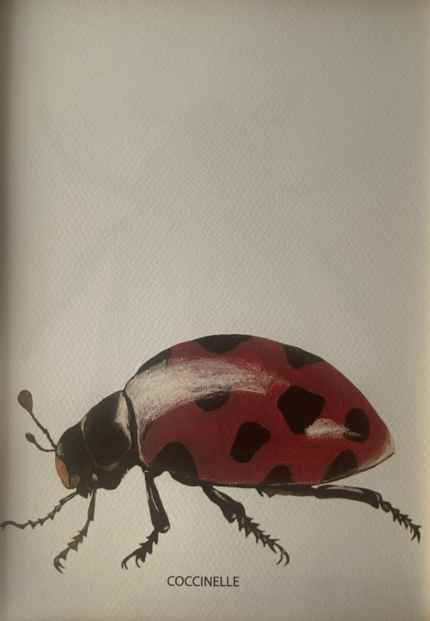 Affiche Collection Scarabées I _ Coccinelle
