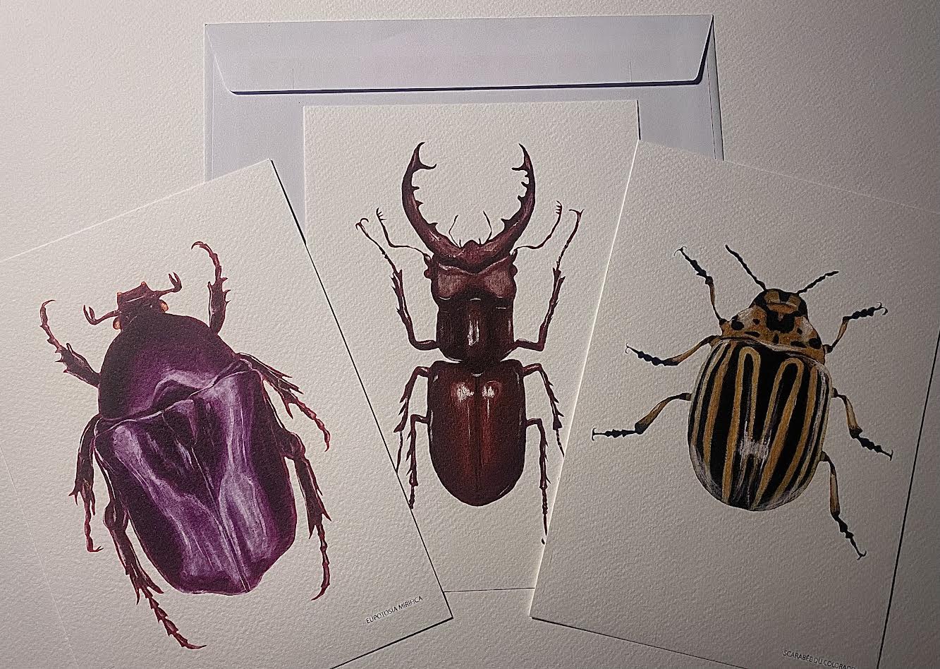 Cartes Postales Collection Scarabées I _ Pack 8