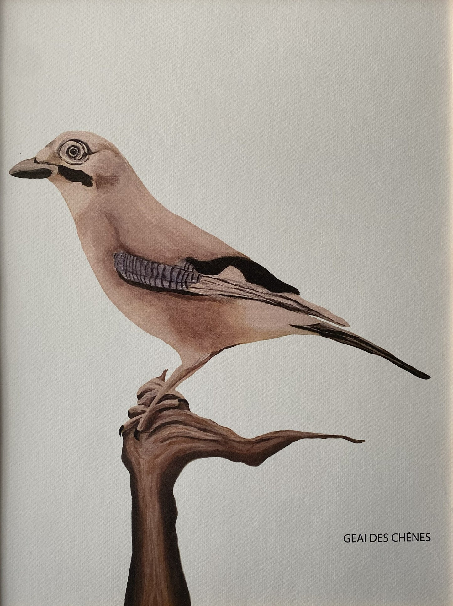 Affiche Collection Oiseaux Jardin I _ Geais des Chênes