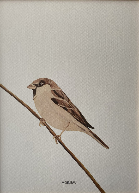 Affiche Collection Oiseaux Jardin I _ Moineau