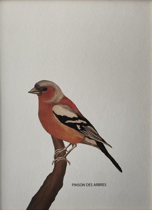 Affiche Collection Oiseaux Jardin I _ Pinson des Arbres