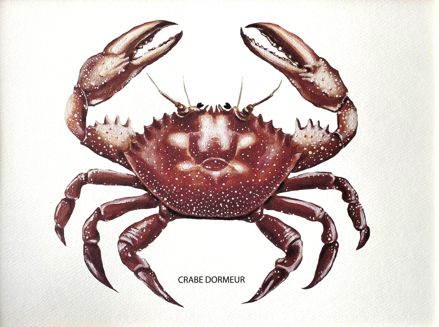 Affiche Collection Crustacés I _ Crabe Dormeur