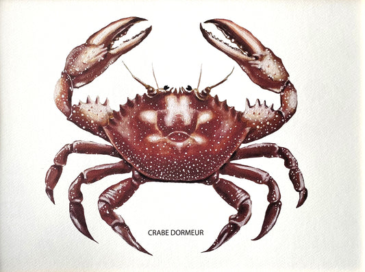 Affiche Collection Crustacés I _ Crabe Dormeur