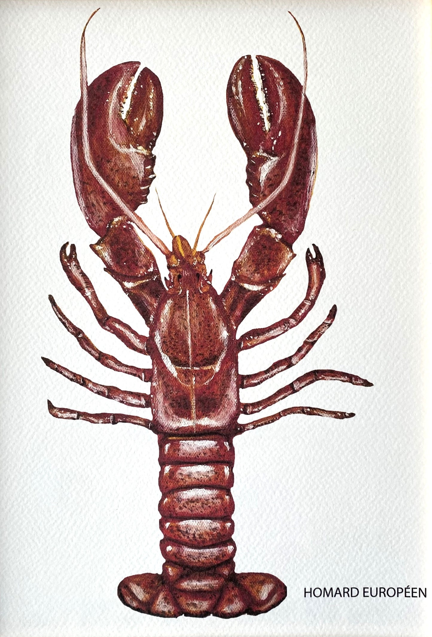 Affiche Collection Crustacés I _ Homard Européen