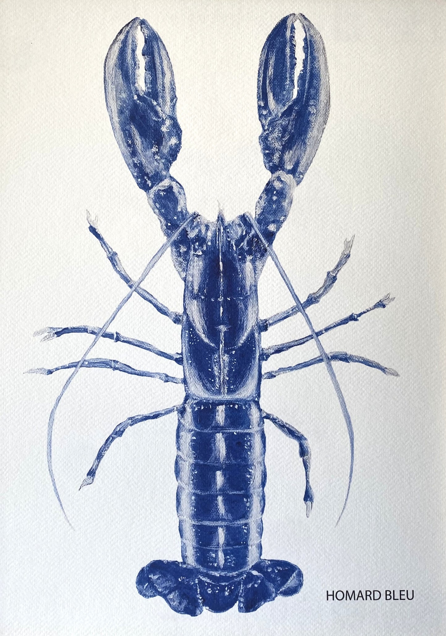 Affiche Collection Crustacés I _ Homard Bleu