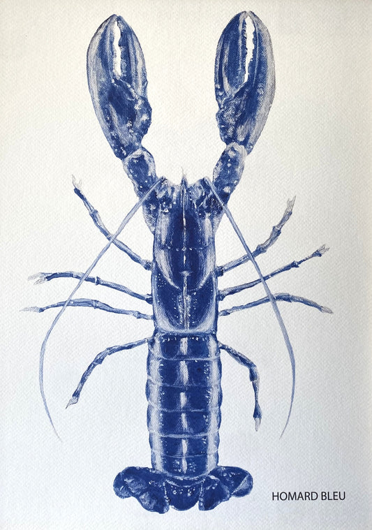 Affiche Collection Crustacés I _ Homard Bleu