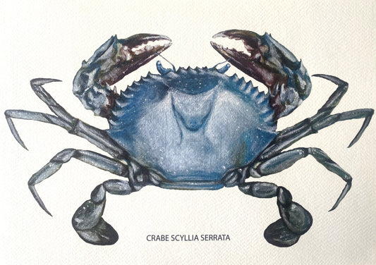 Affiche Collection Crustacés I _ Crabe Scylla Serrata