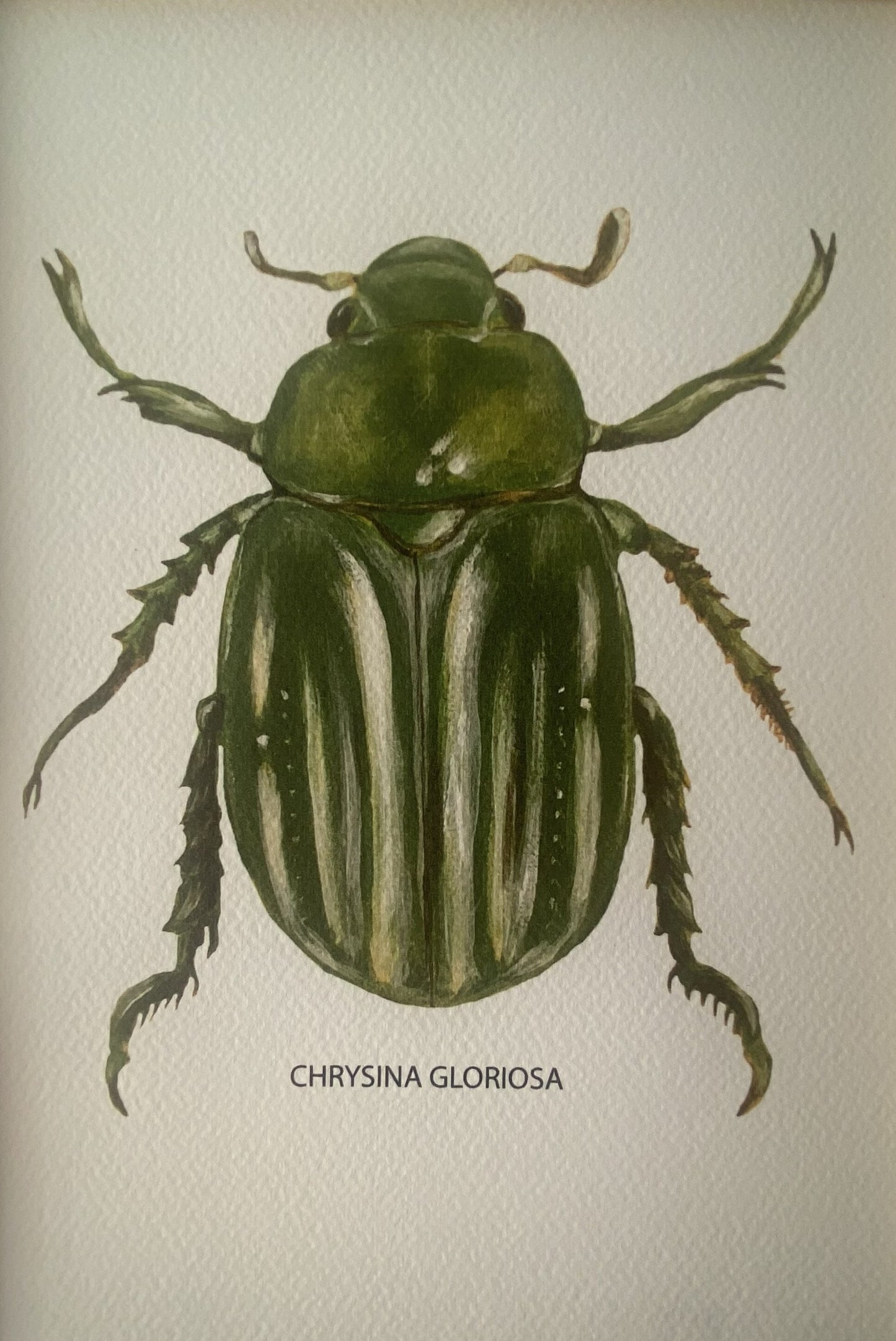 Affiche Collection Scarabées I _ Chrysina Gloriosa