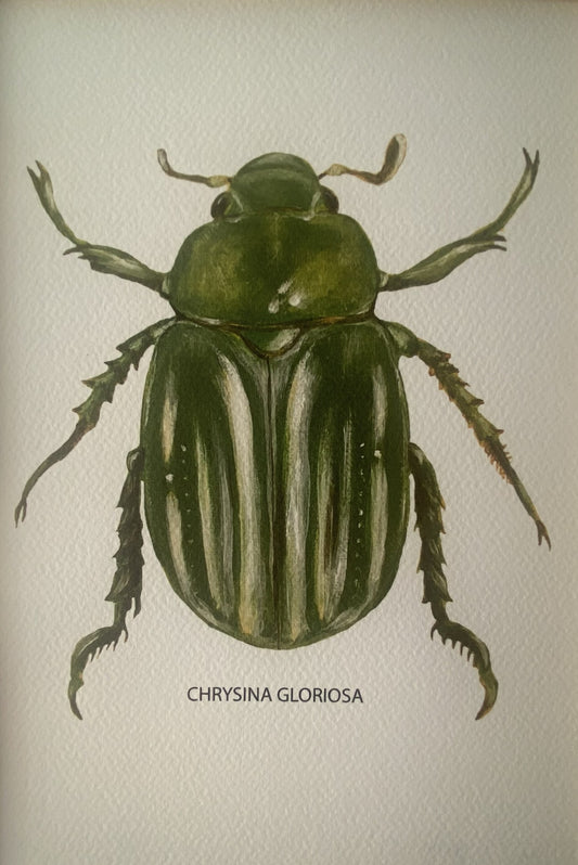 Affiche Collection Scarabées I _ Chrysina Gloriosa