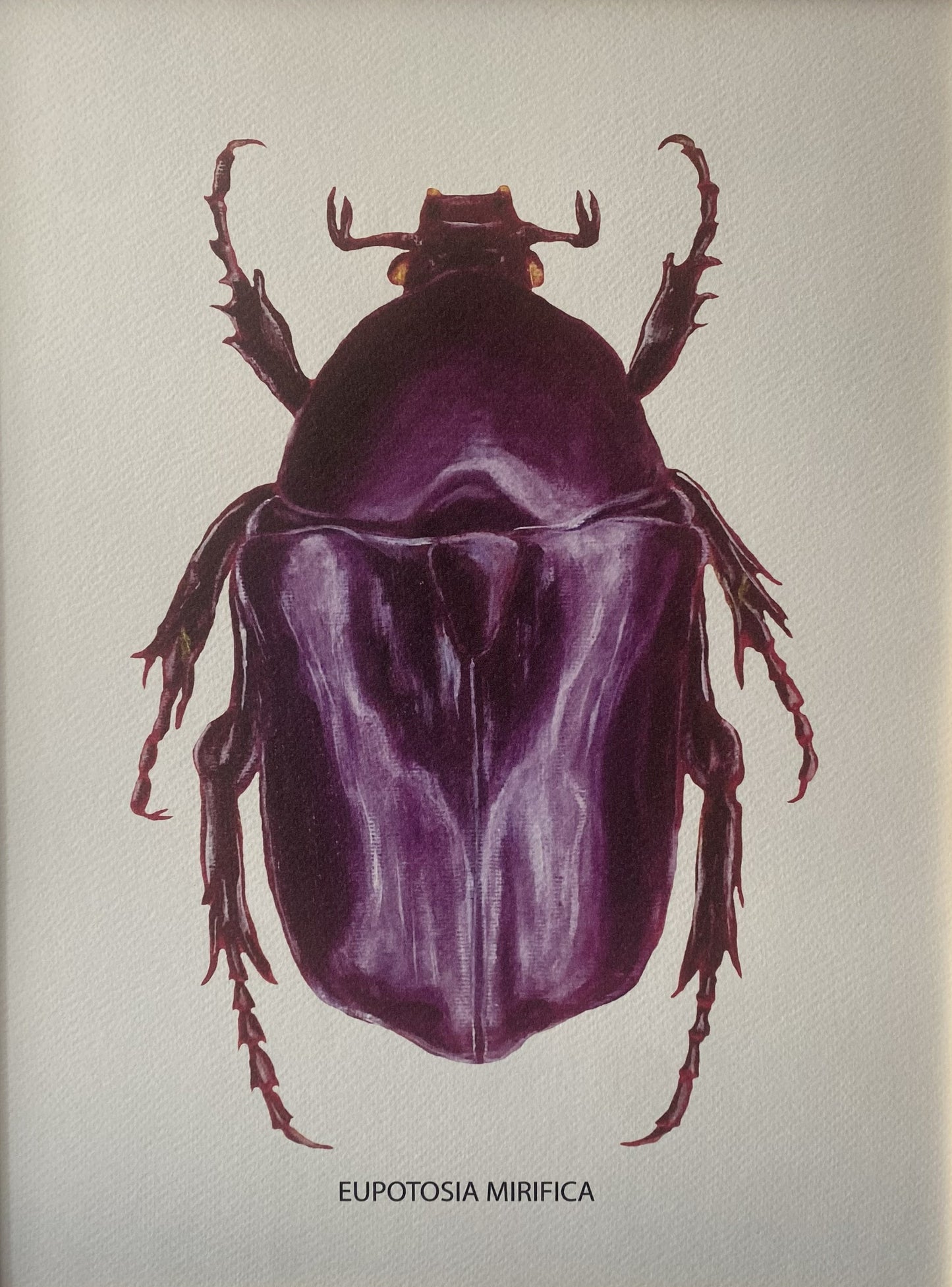 Affiche Collection Scarabées I _ Eupotosia Mirifica