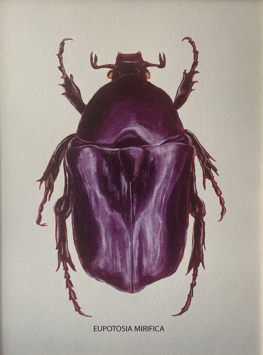 Affiche Collection Scarabées I _ Eupotosia Mirifica