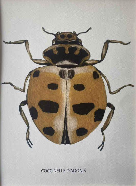Affiche Collection Scarabées I _ Coccinelle D'Adonis